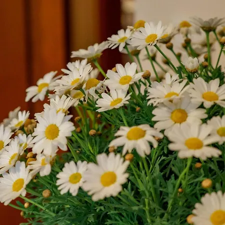 Gæstehus Da Caran With Ac